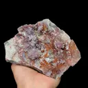 specimen video