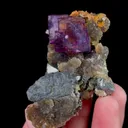 specimen video