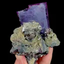 specimen video