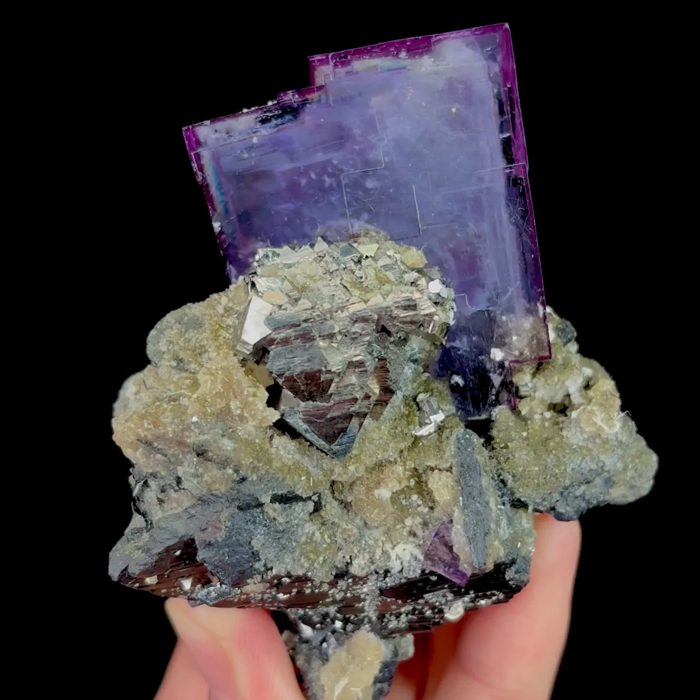 specimen video