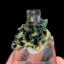 specimen video