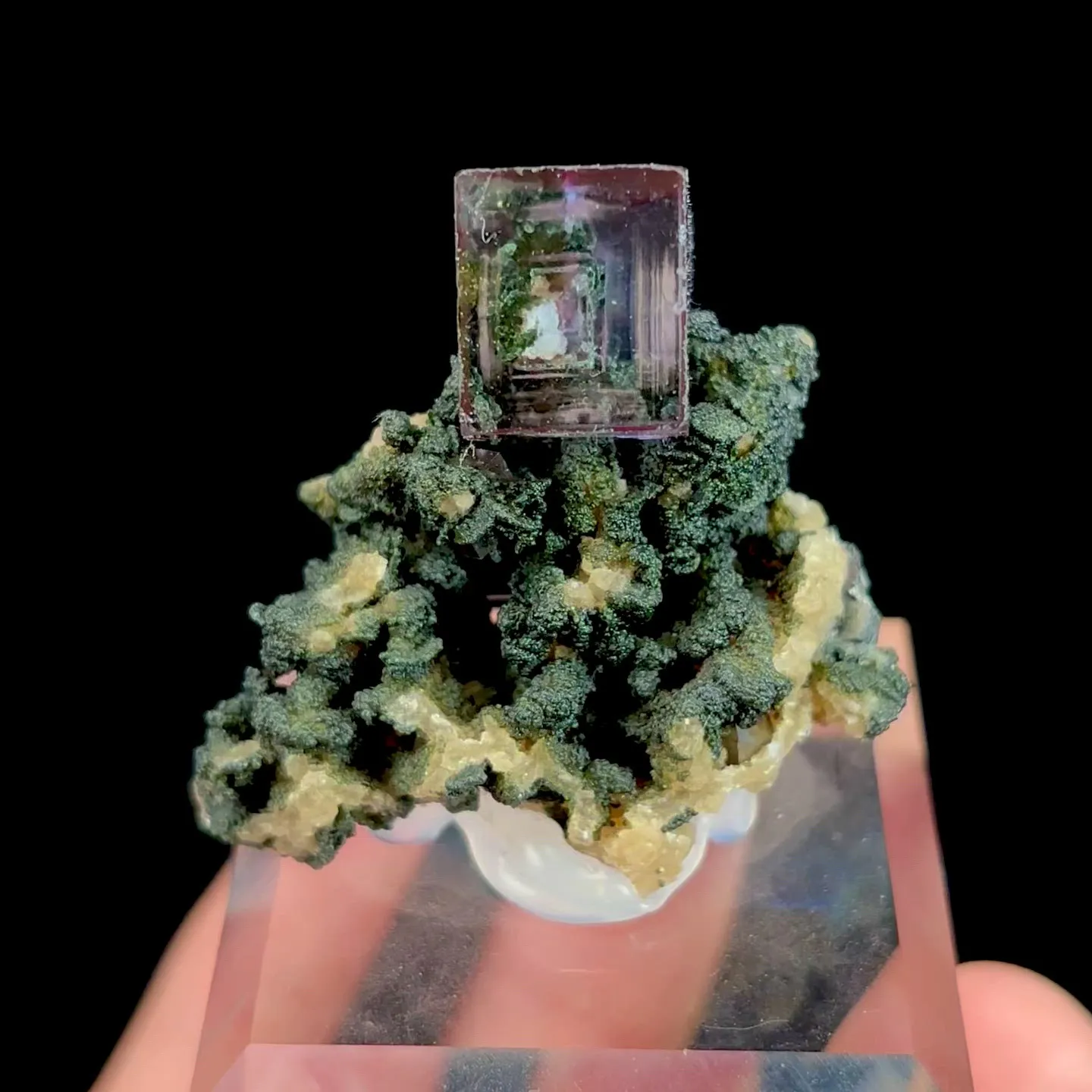 specimen video