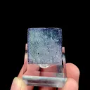 specimen video