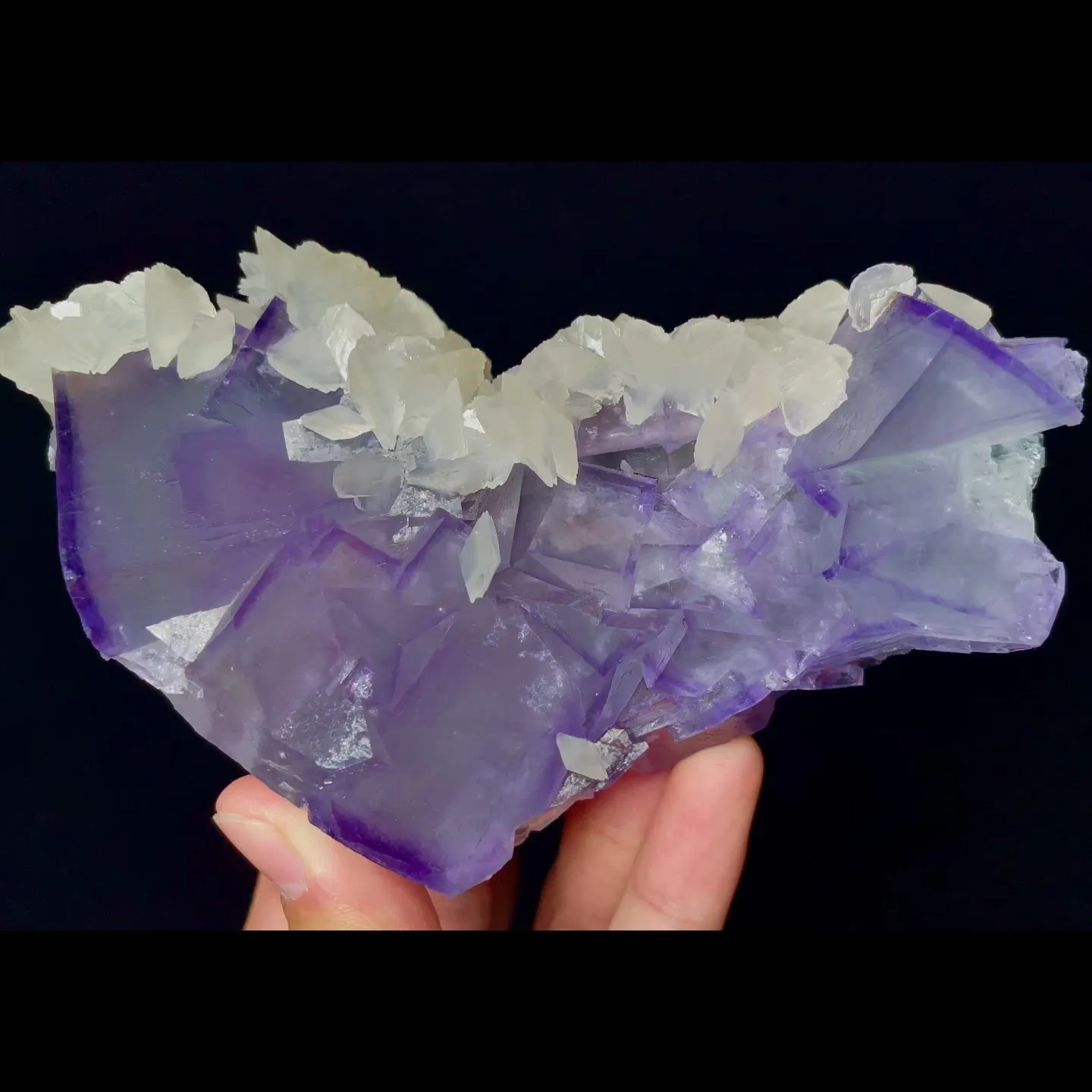 specimen video