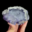 specimen video