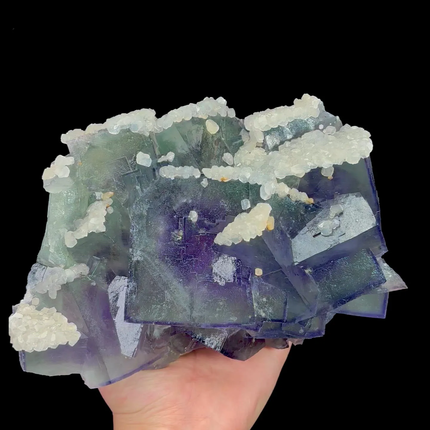 specimen video