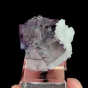 specimen video