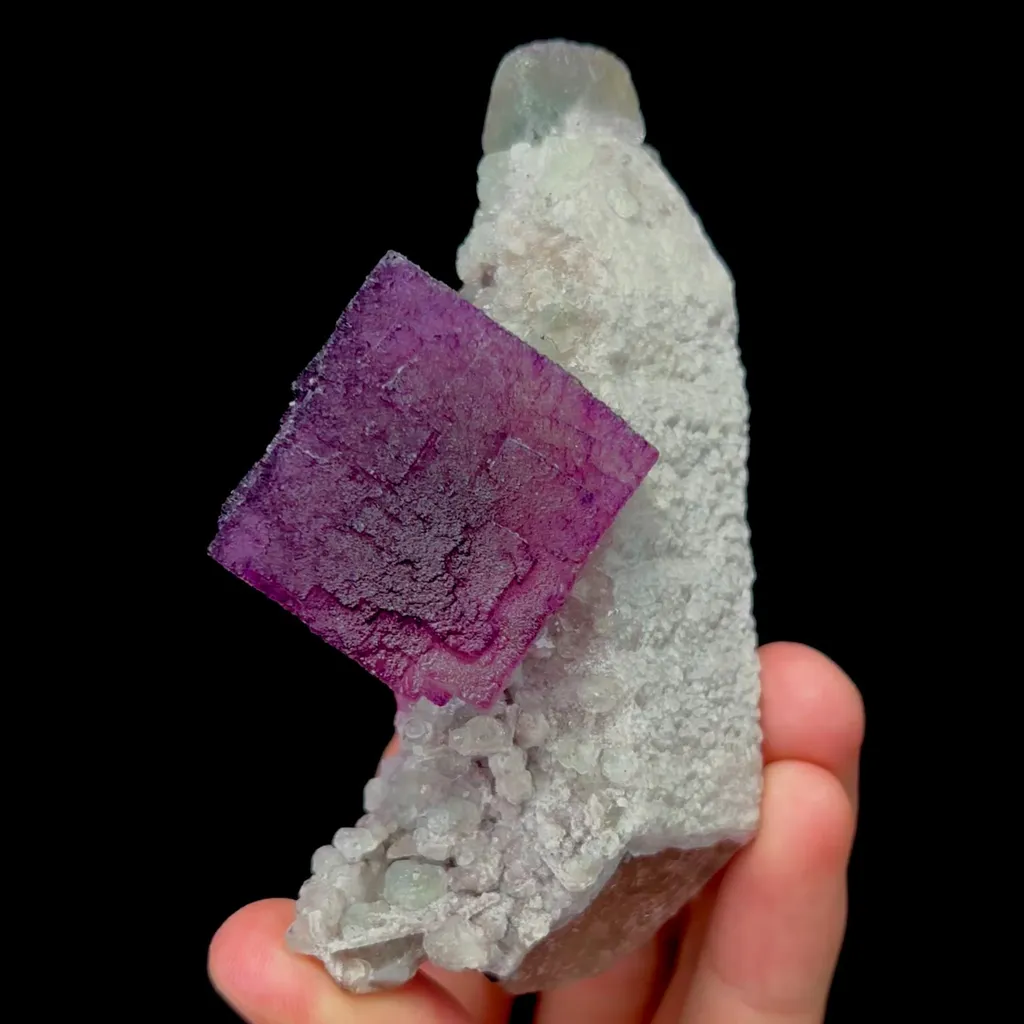 specimen video