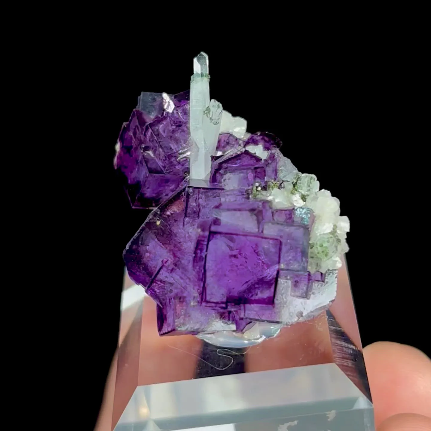 specimen video