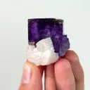 specimen video