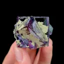 specimen video