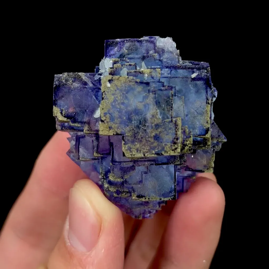 specimen video