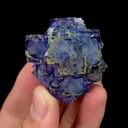 specimen video