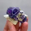 specimen video