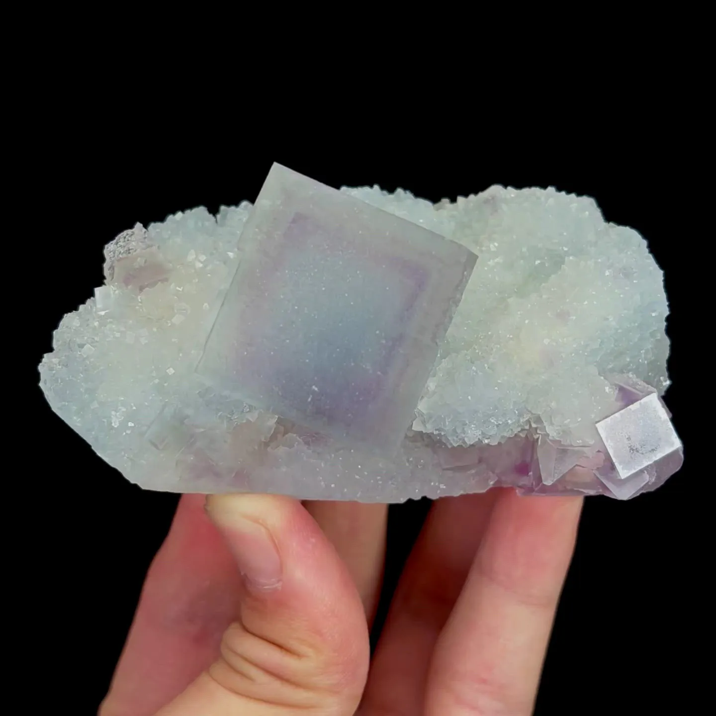 specimen video