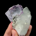 specimen video