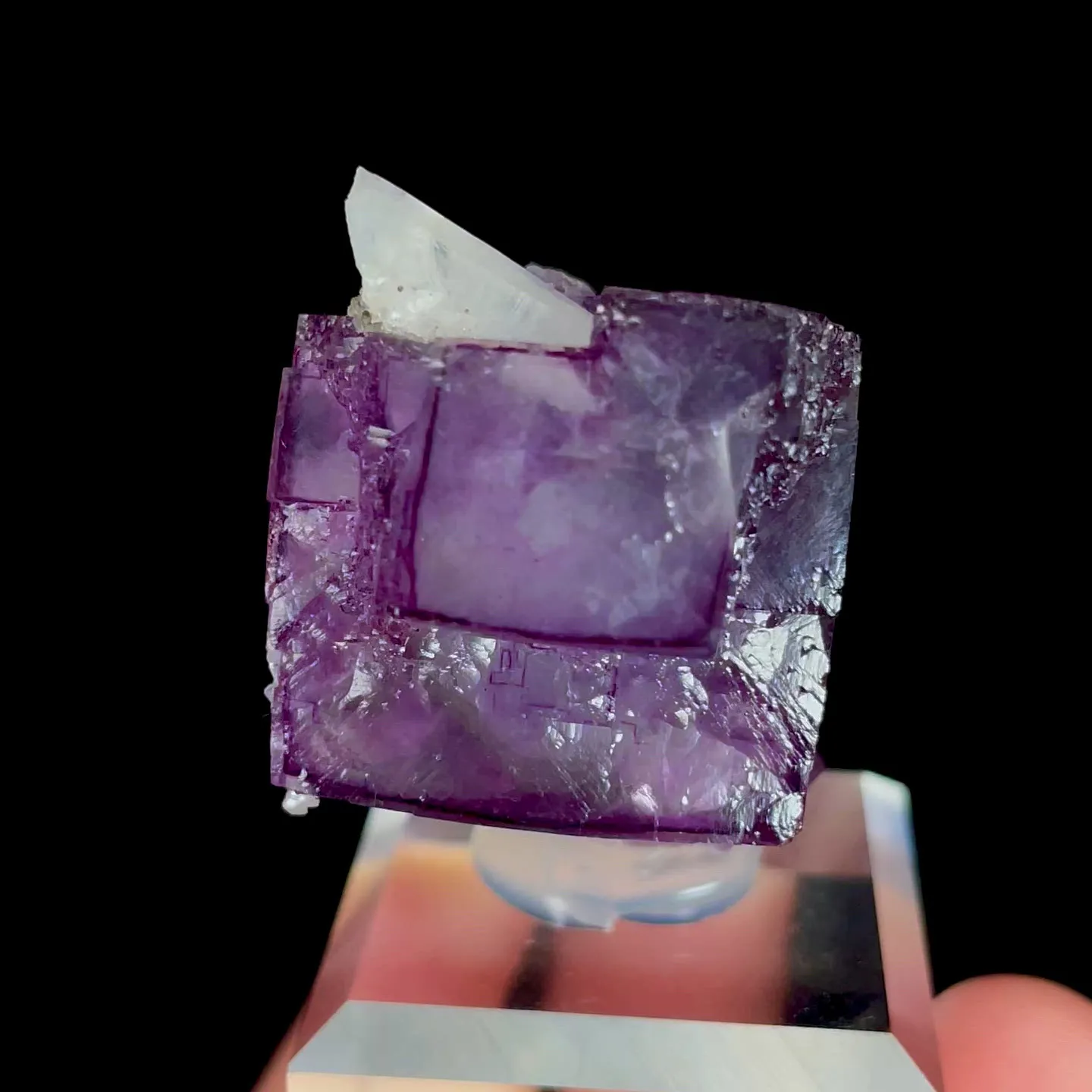 specimen video