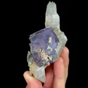 specimen video