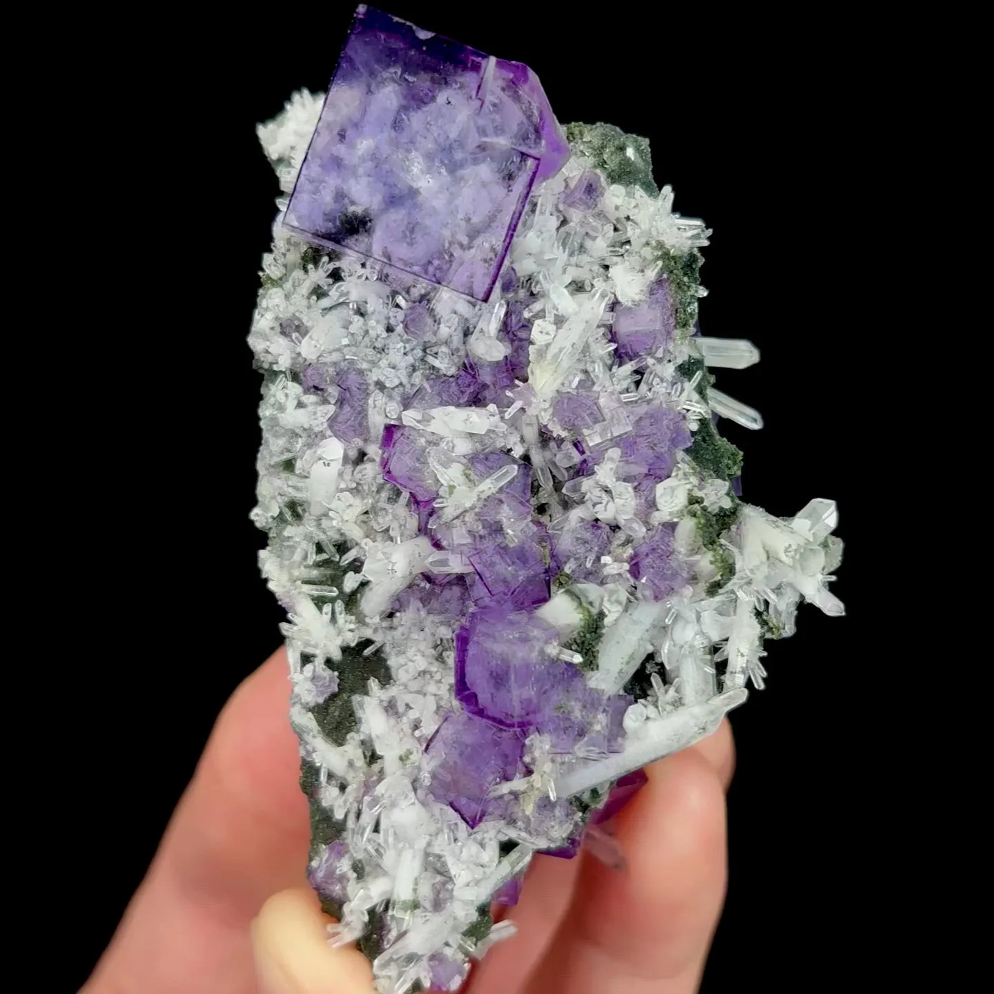 specimen video