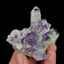 specimen video