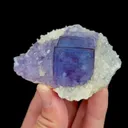 specimen video