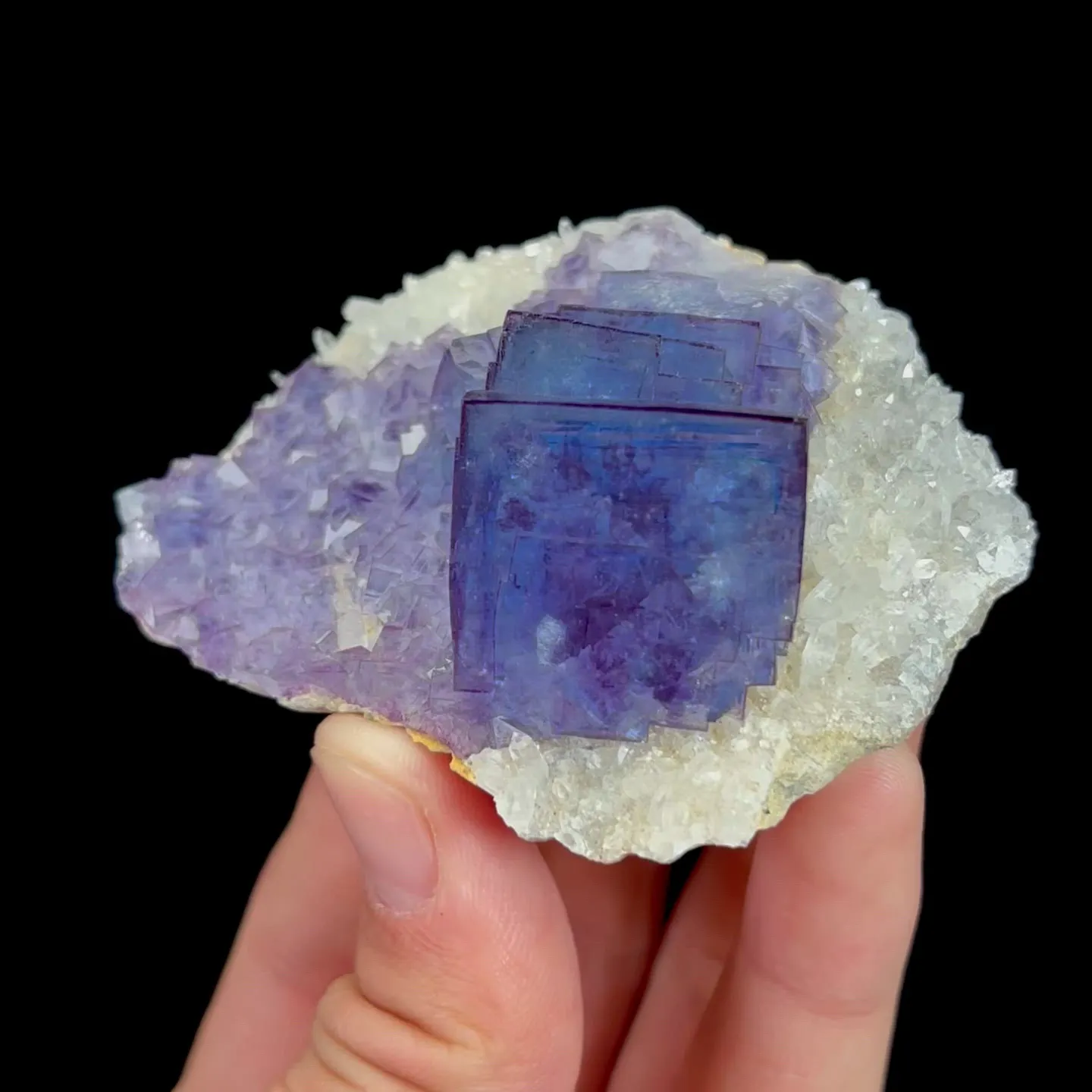 specimen video