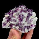 specimen video