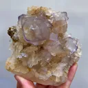specimen video