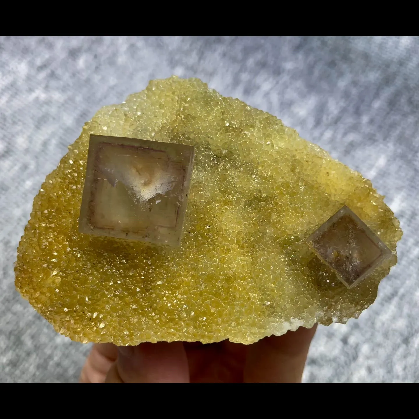 specimen video