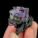 specimen video