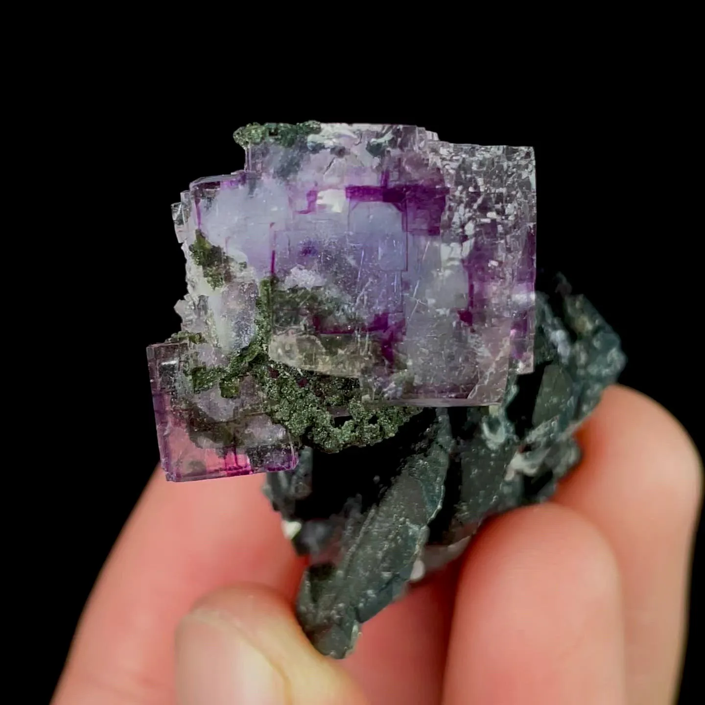 specimen video
