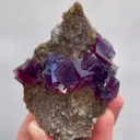 specimen video