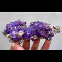 specimen video