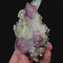 specimen video