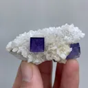 specimen video