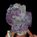 specimen video