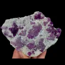 specimen video