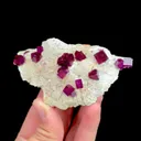 specimen video