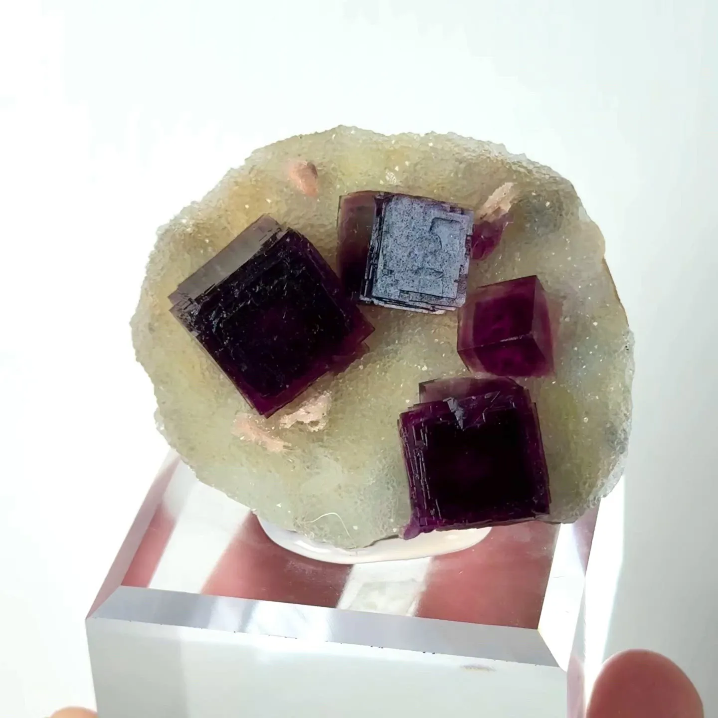 specimen video