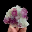 specimen video