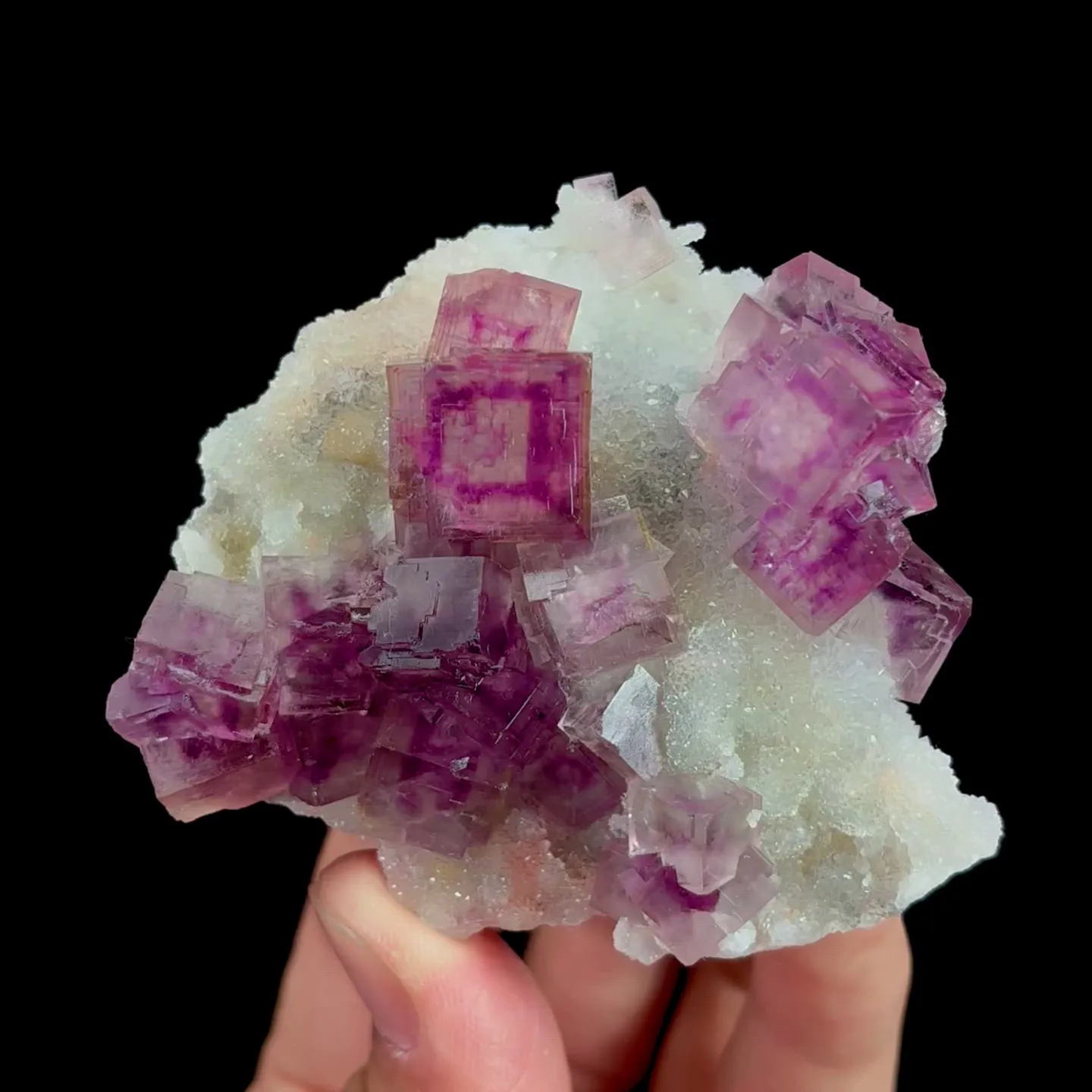 specimen video