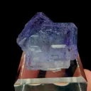 specimen video