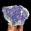 specimen video