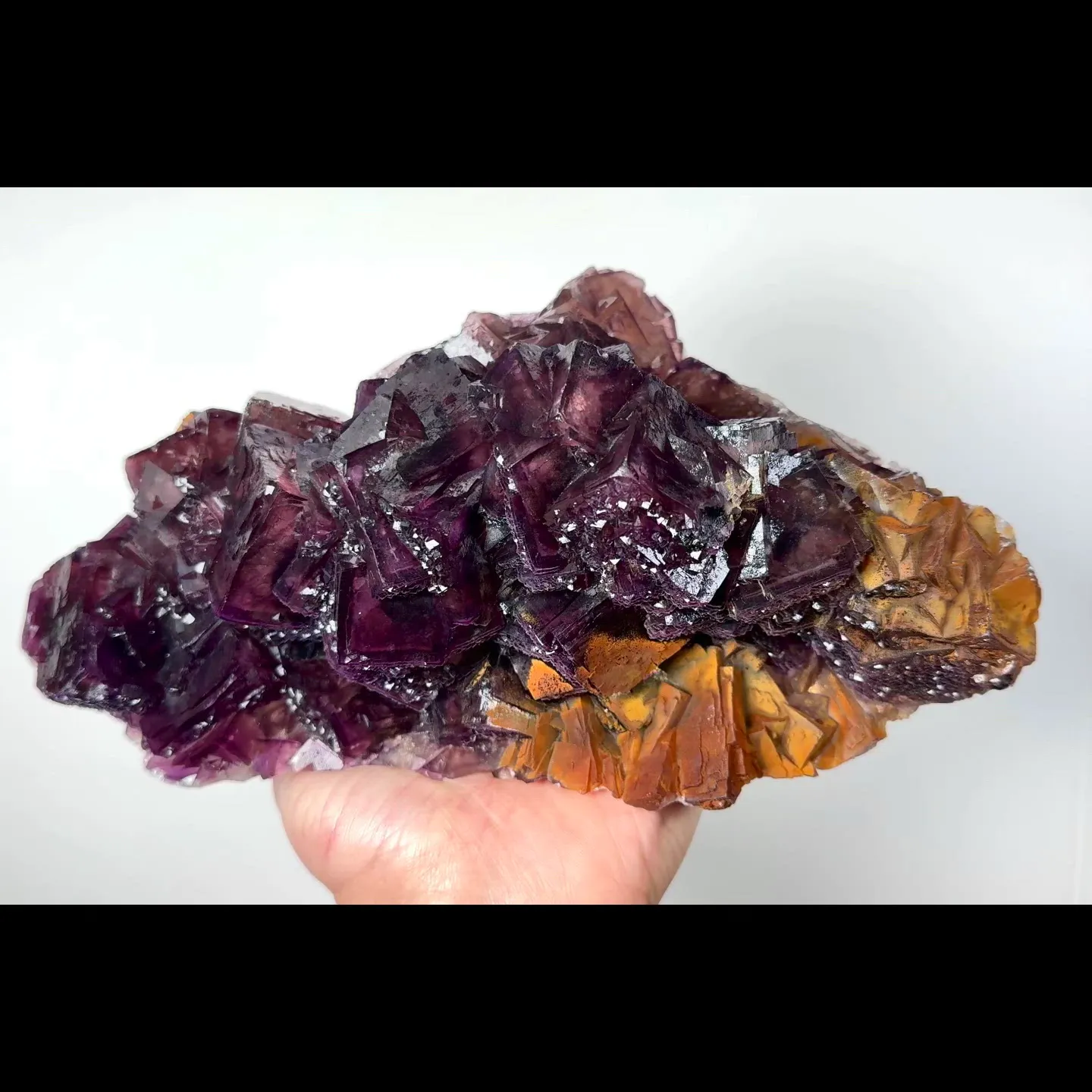 specimen video