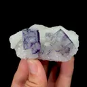 specimen video