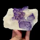 specimen video