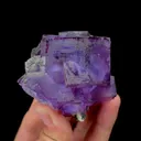 specimen video