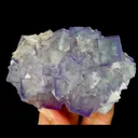 specimen video