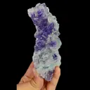 specimen video