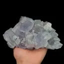 specimen video